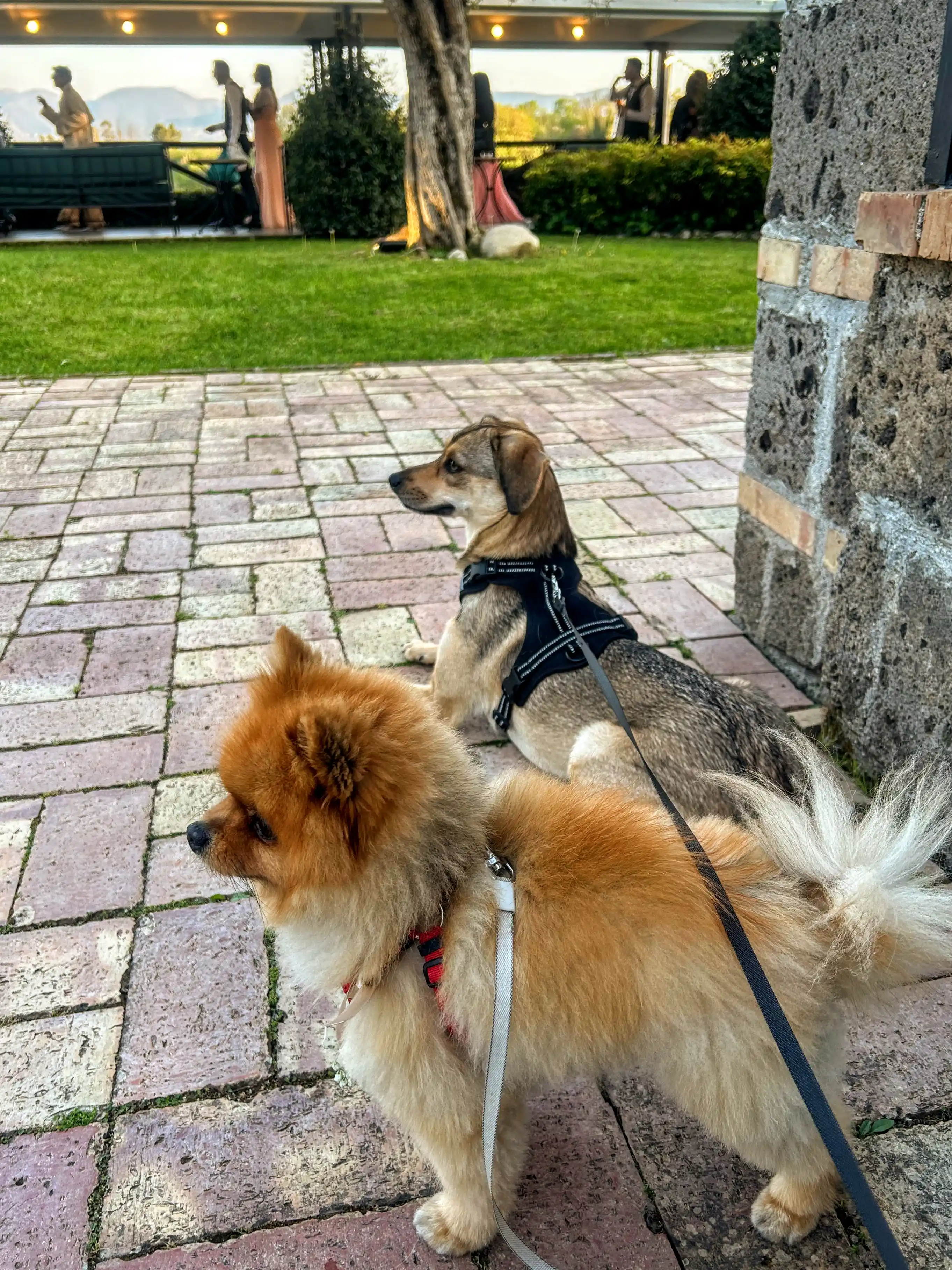 Due cani attendono gli sposi