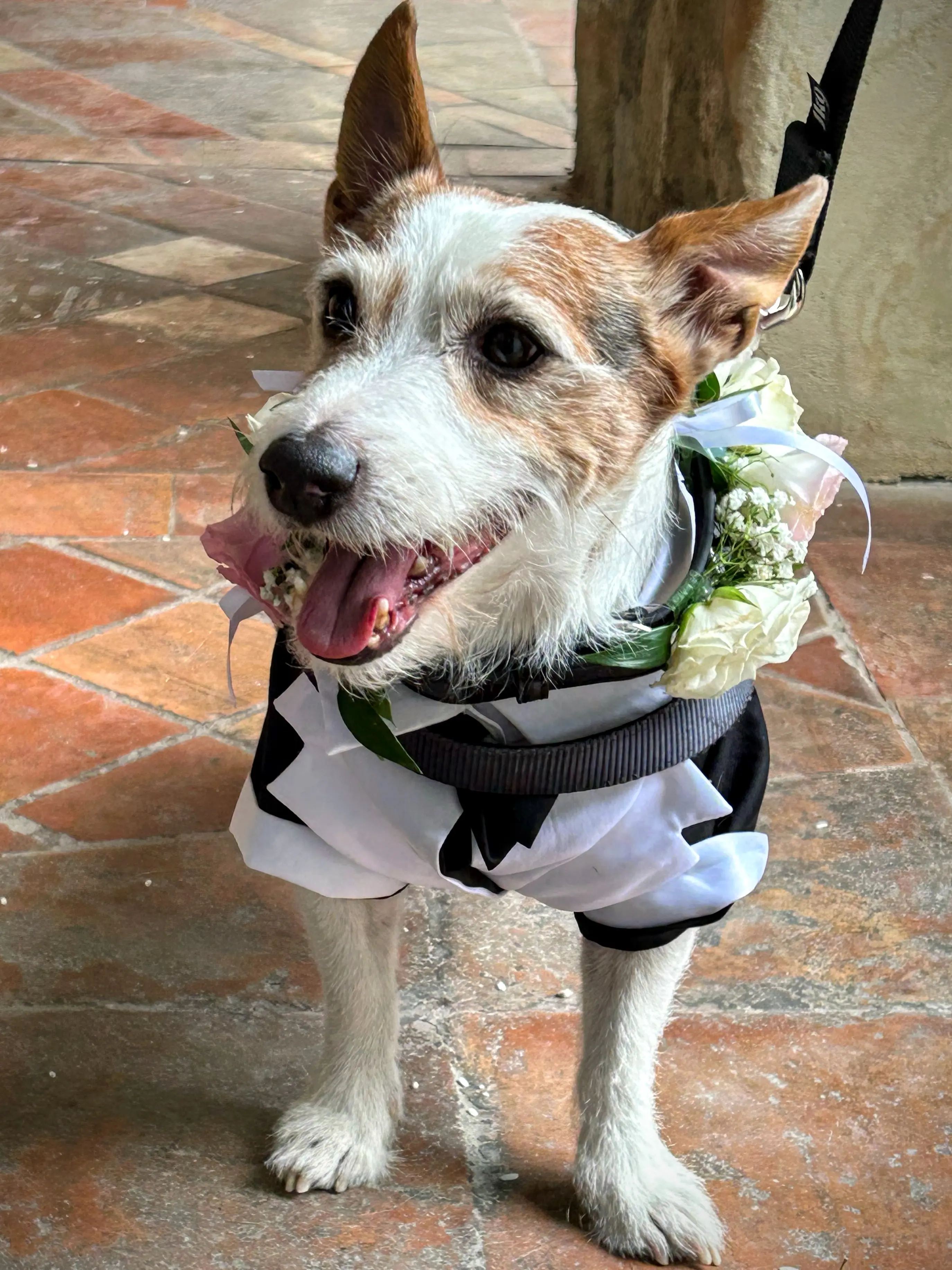 Jack Russell con papillon