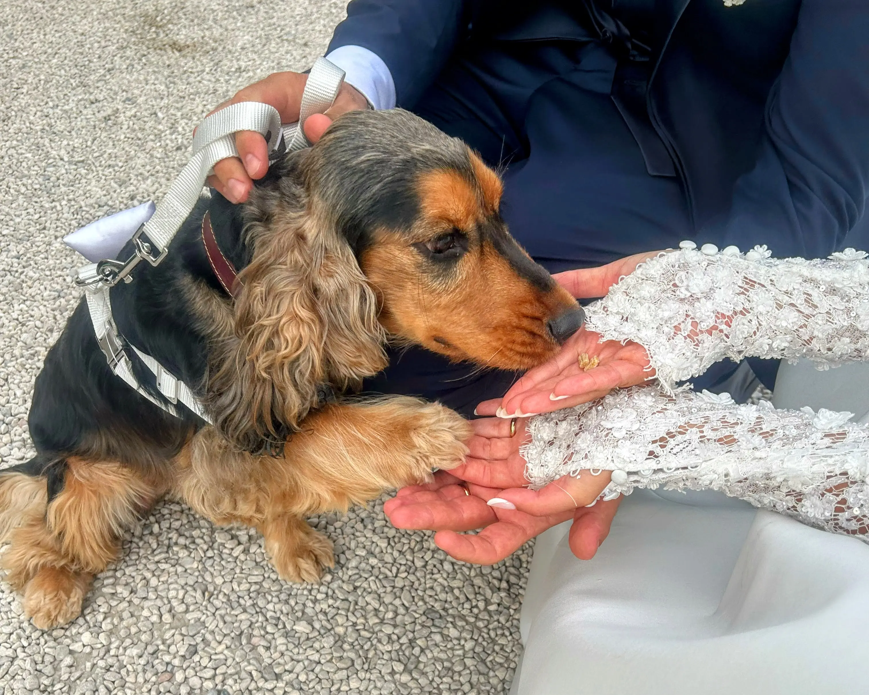 Cocker con gli sposi